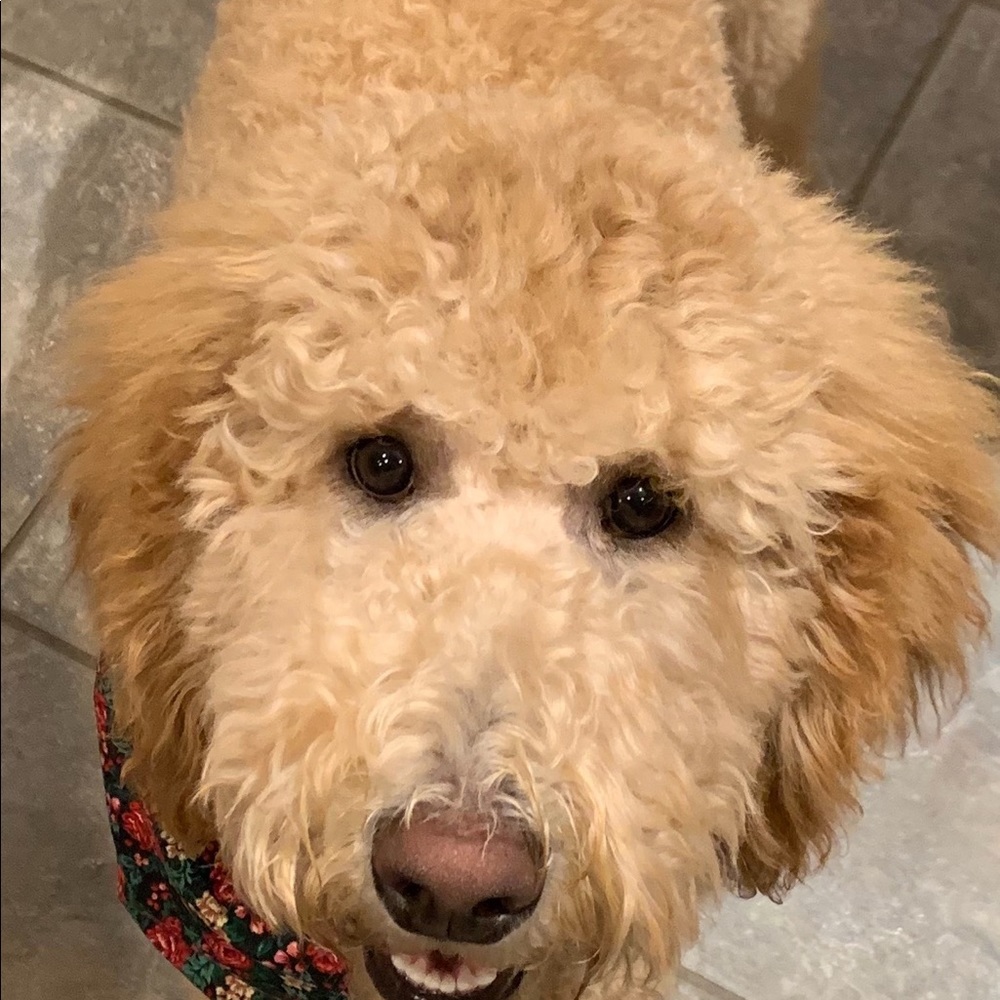 Meet your Posher, Dino